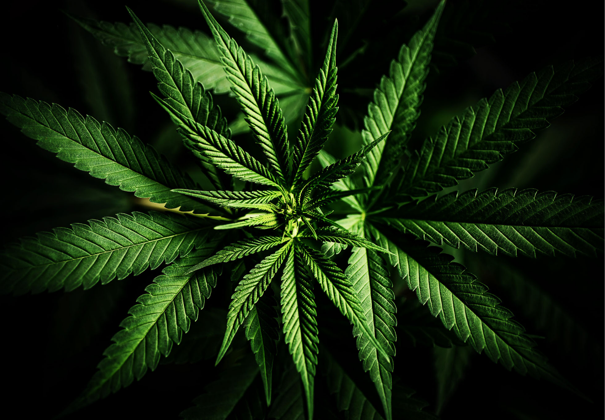 C'est quoi le CBD?