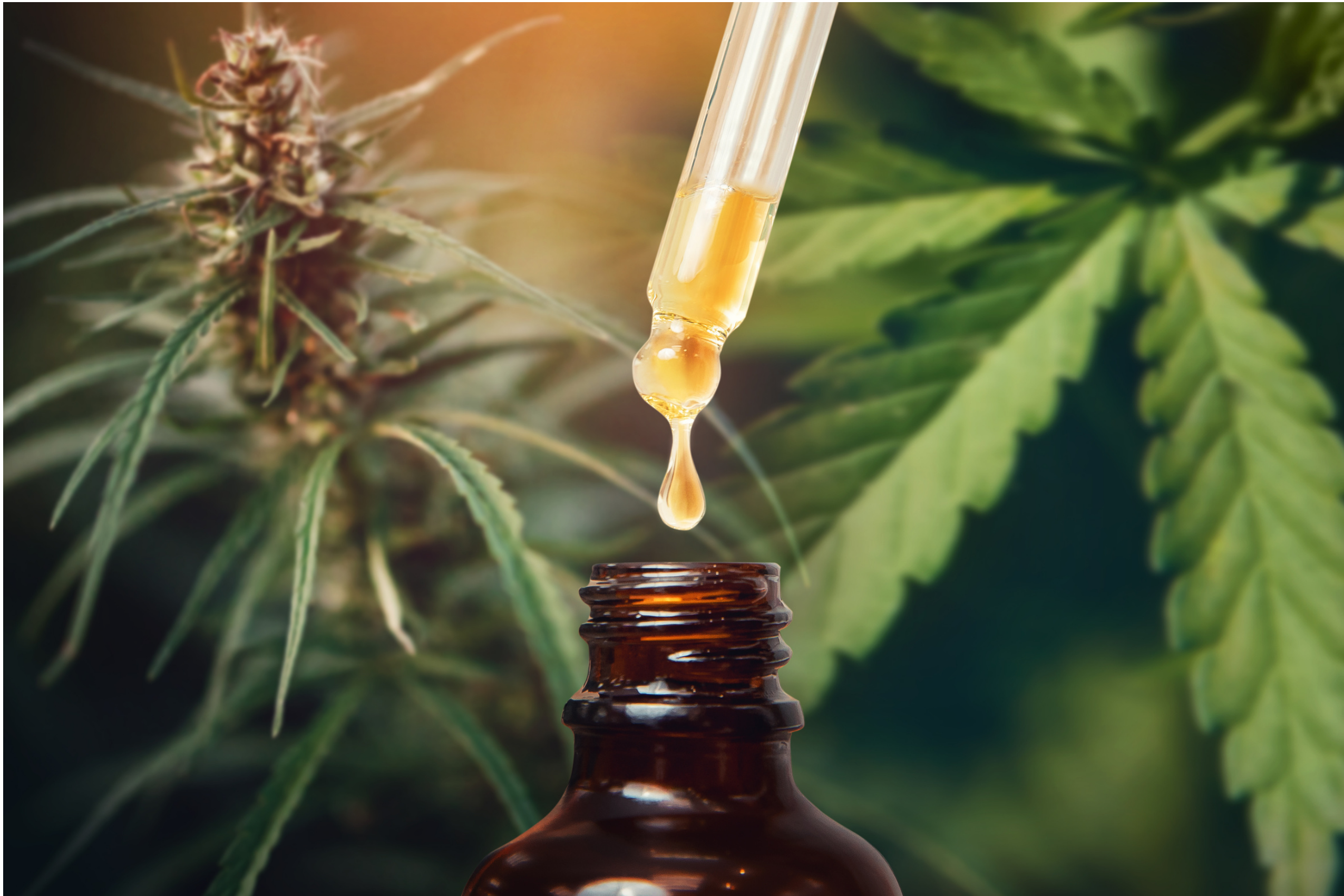 Comment doser son huile de CBD?