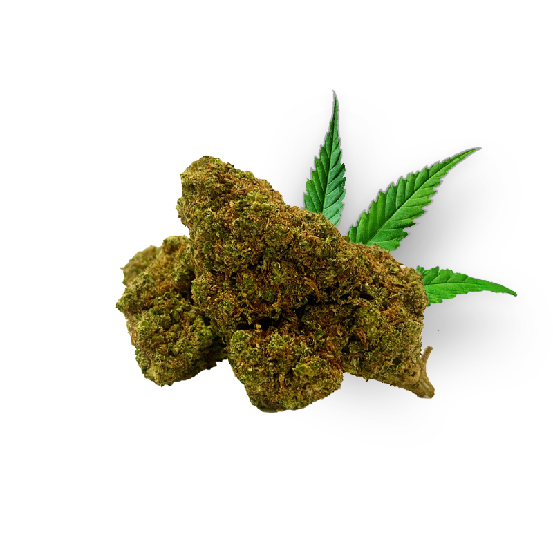 Tête de 911 OG – Fleur 10-OH-HHC Holy Mary