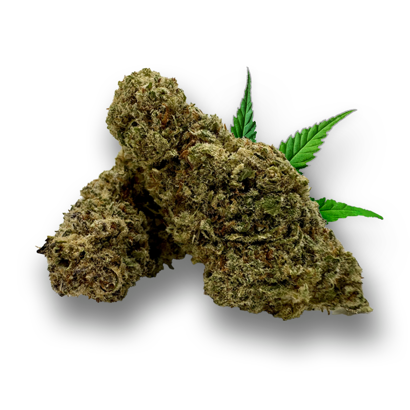 Tête d'Exotic Haze – Fleur CBD Holy Mary