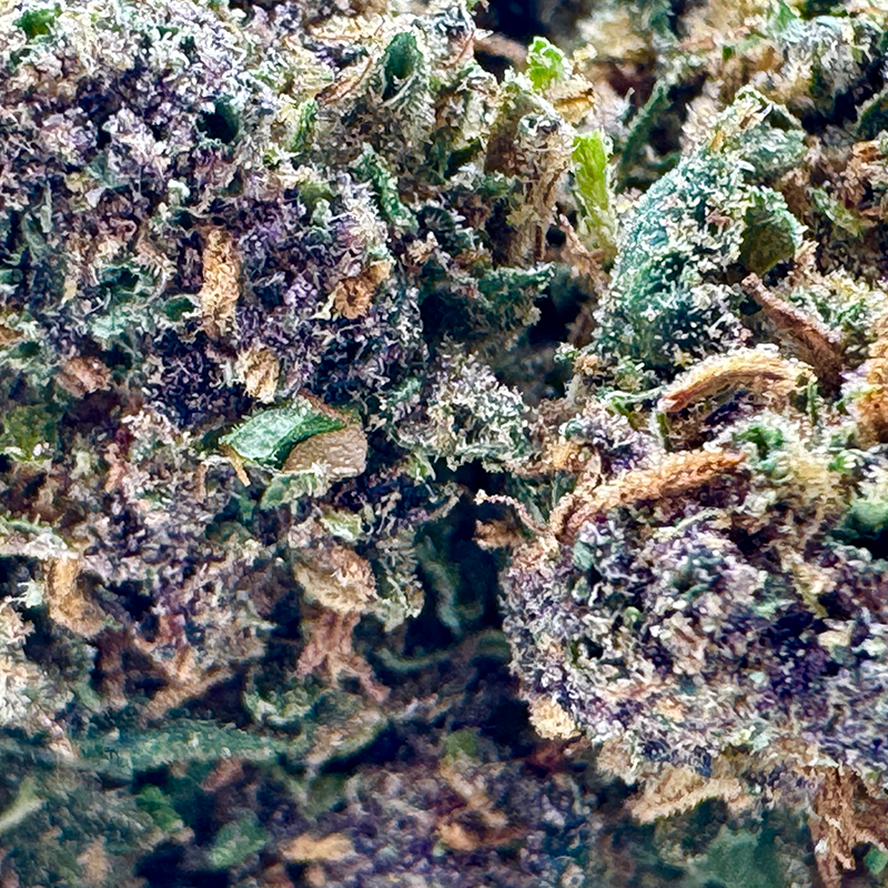 Gros plan sur la tête d'Aladdin Purple Kush – Fleur CBD Holy Mary