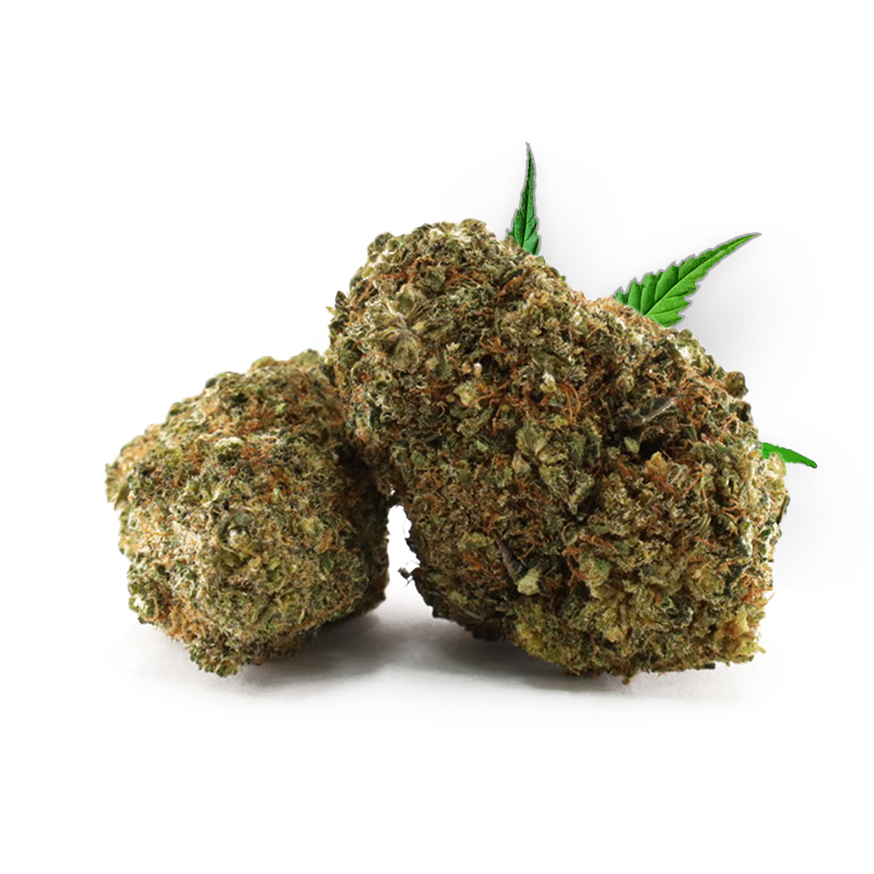 Tête de Banger – Fleur THD Holy Mary