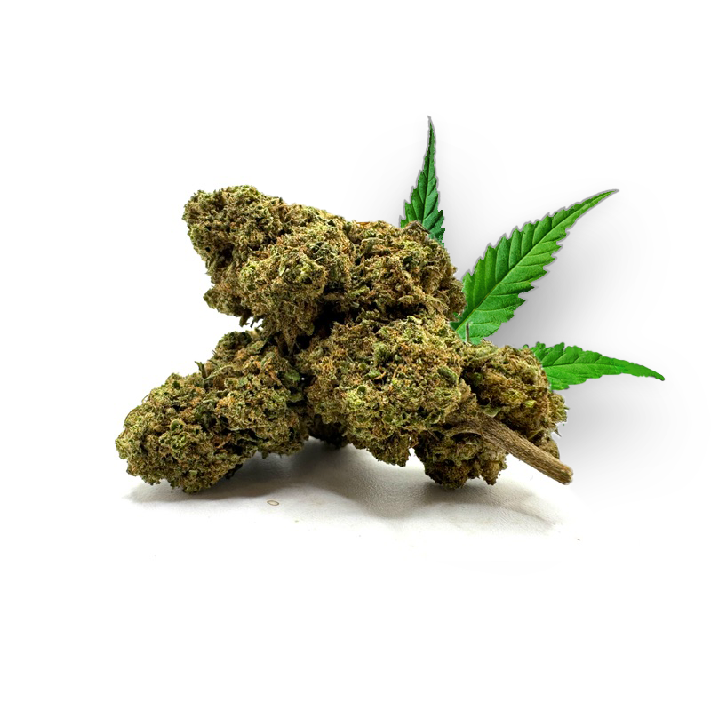 Tête de Double Cinnamon – Fleur CBD Holy Mary