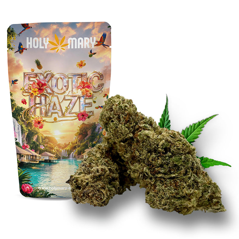 Exotic Haze – Fleur CBD Holy Mary aux arômes Haze, d'agrumes et d'épices