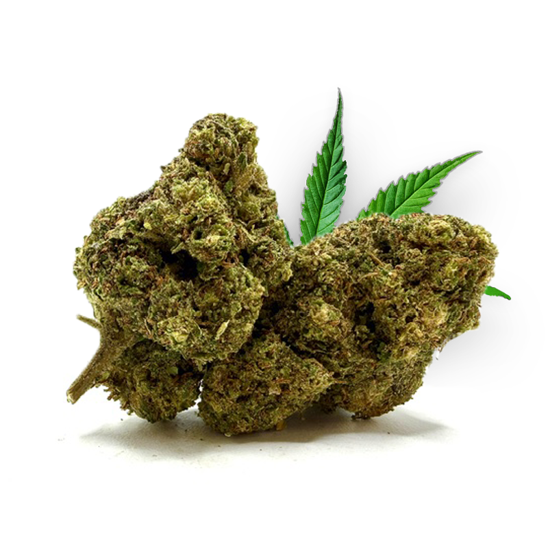 Legion Haze THM 50%