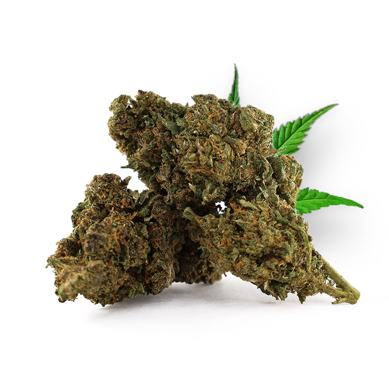 Tête de White Rhino – Fleur THD Holy Mary