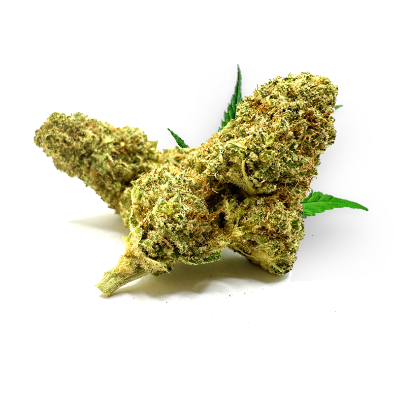 Tête de GMO Cookies – Fleur CBD Holy Mary
