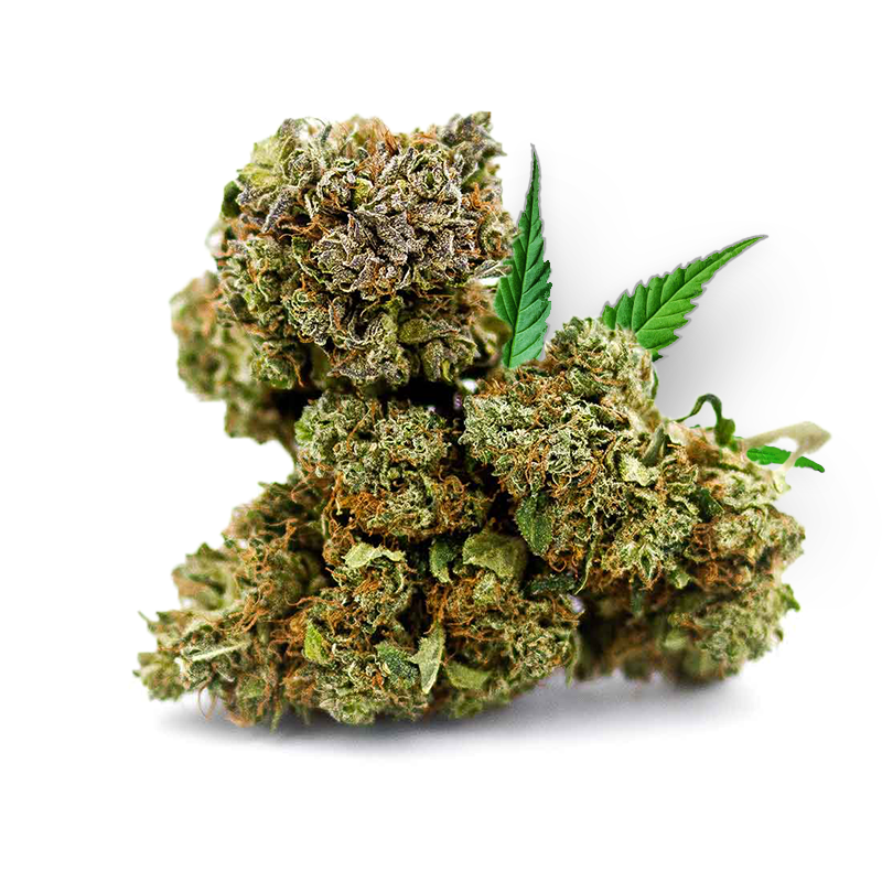 Tête de Marley Kush – Fleur CBD Holy Mary
