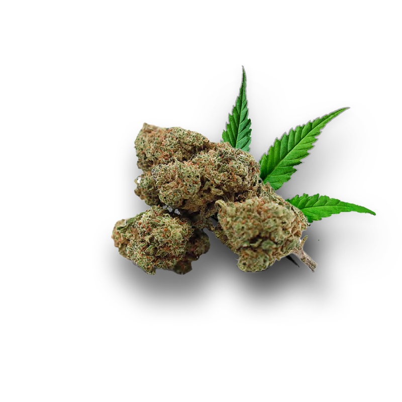Tête de Strawberry Banana – Fleur CBD Holy Mary