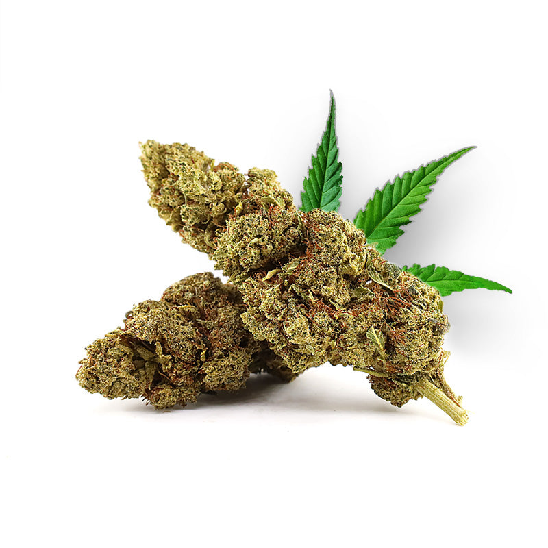 Tête de Super Lemon Haze – Fleur 10-OH-HHC Holy Mary