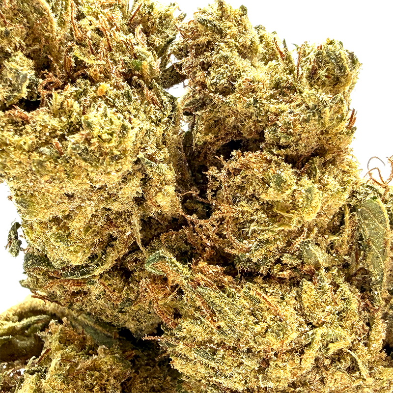 Gros plan sur la tête de Super Lemon Haze – Fleur 10-OH-HHC Holy Mary