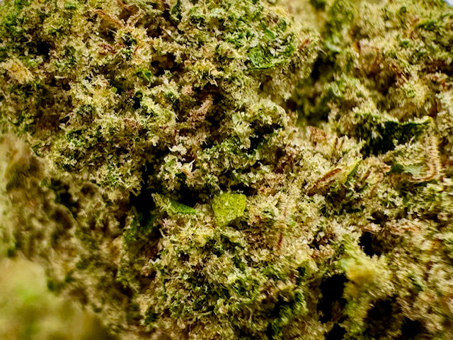 Gros plan sur la tête de Sweet Gelato – Fleur 10-OH-HHC Holy Mary