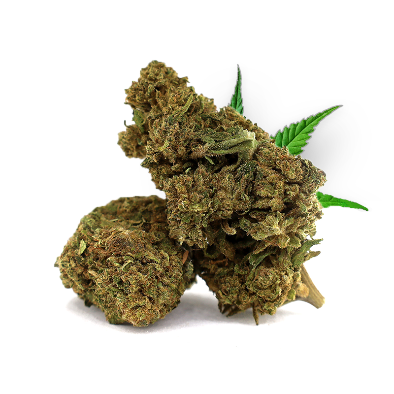 Tête de White Widow – Fleur CBD Holy Mary