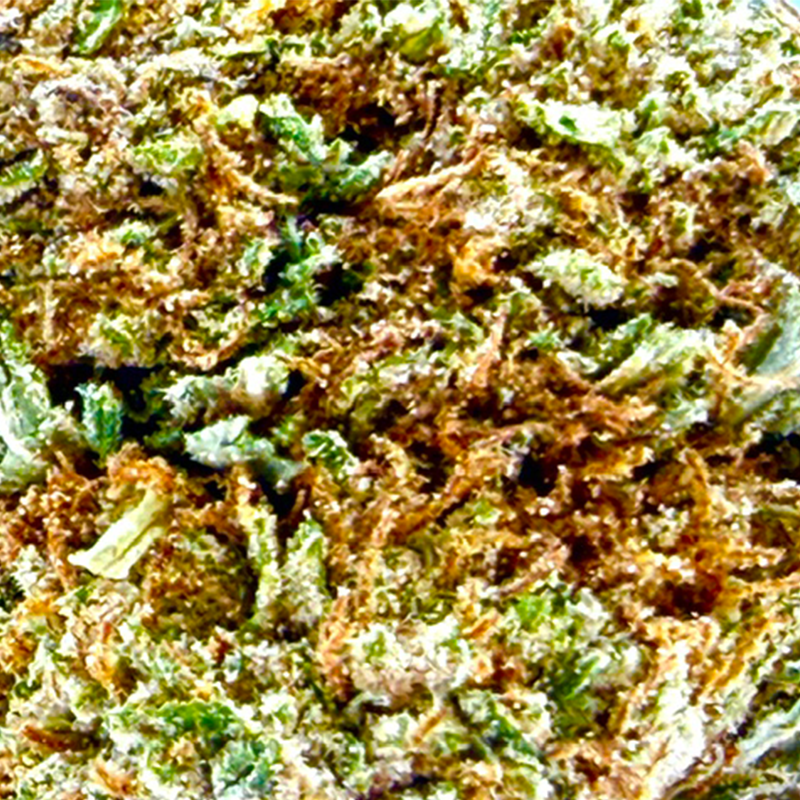 Gros plan sur la tête de Zero Gravity – Fleur CBD Holy Mary