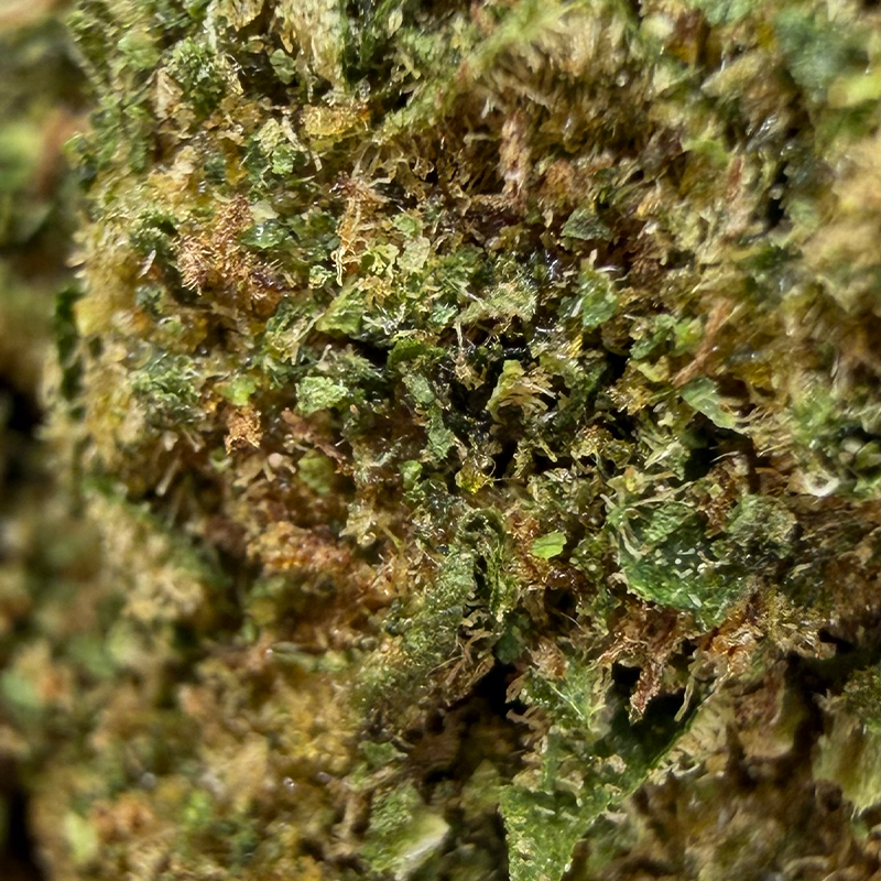 Killer Instinct THD 50%