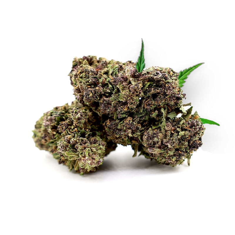 Tête d'Aladdin Purple Kush – Fleur CBD Holy Mary