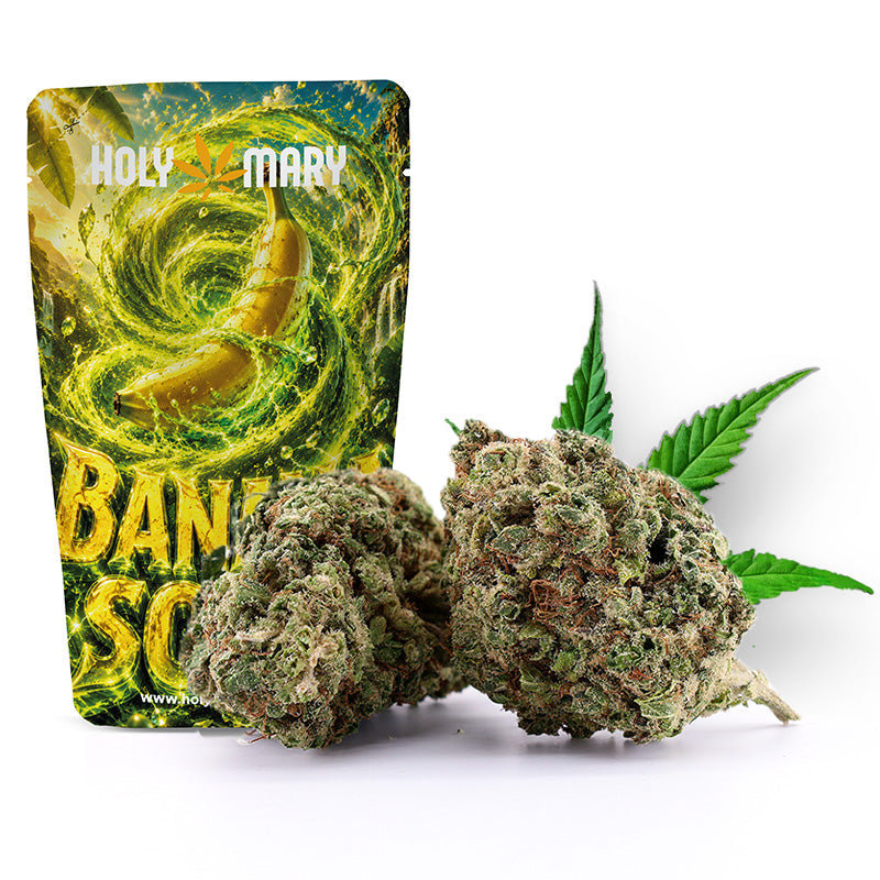 Banana Sour – Fleur CBD Holy Mary aux arômes de banane, de fruits mûrs et de notes acidulées