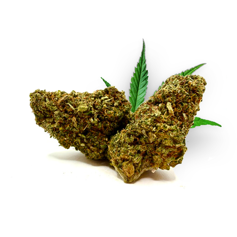 Tête de Barrack O Bubba – Fleur THD Holy Mary