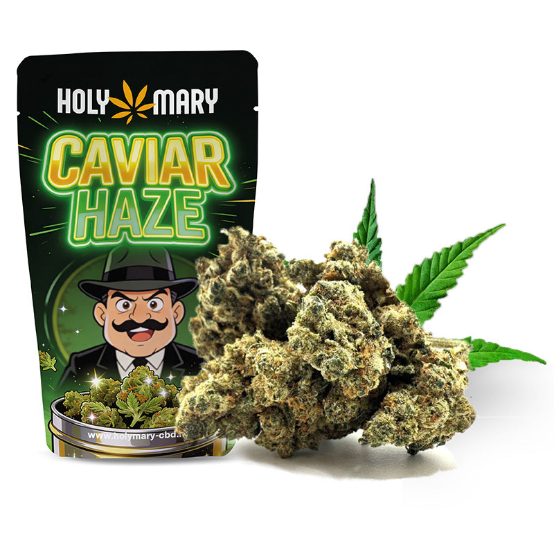 Caviar Haze – Fleur THM Holy Mary type Amnesia US aux arômes Haze, citronnés et boisés