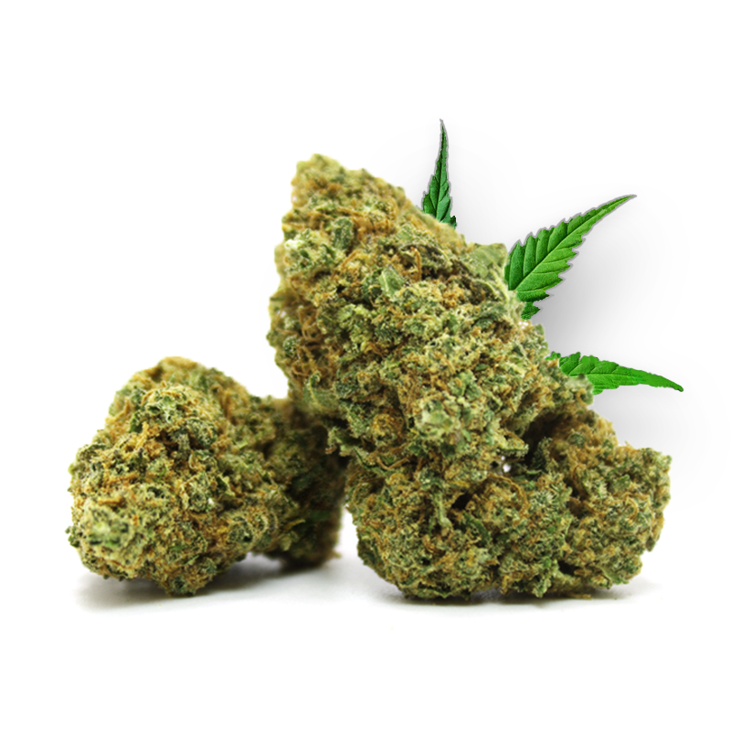 Tête de Chocolope – Fleur CBD Holy Mary