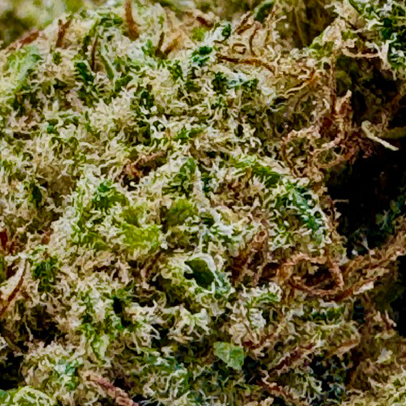 Gros plan sur la tête de GMO Cookies – Fleur CBD Holy Mary