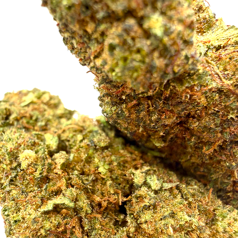 Gros plan sur la tête de Mad Jester – Fleur THD Holy Mary