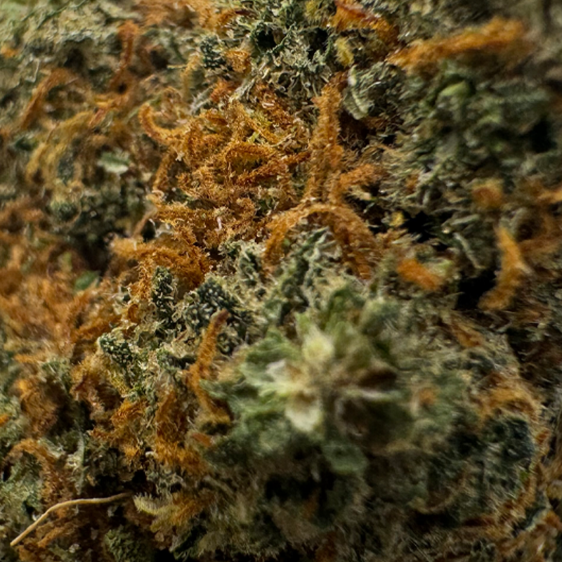 Gros plan sur la tête de Mandarine Sherbert – Fleur CBD Holy Mary