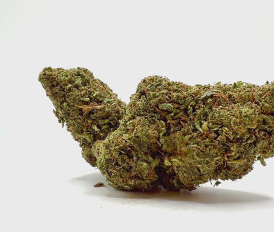 Vidéo de présentation de la Barrack O Bubba – Fleur THD Holy Mary
