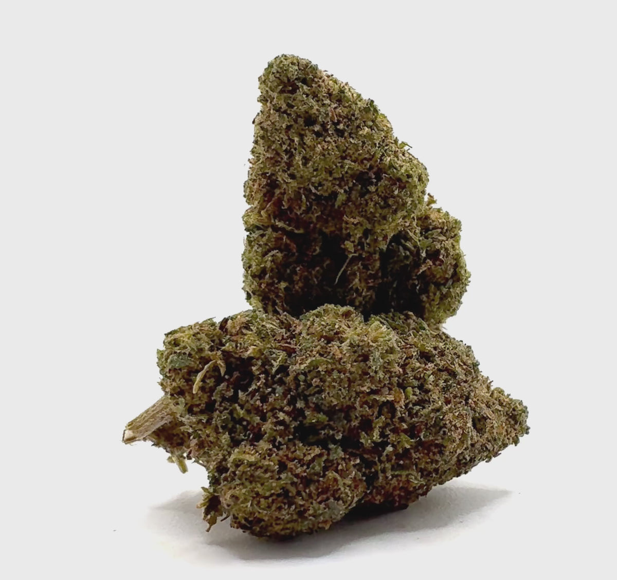 Vidéo de présentation de la Early Girl – Fleur 10-OH-HHC Holy Mary