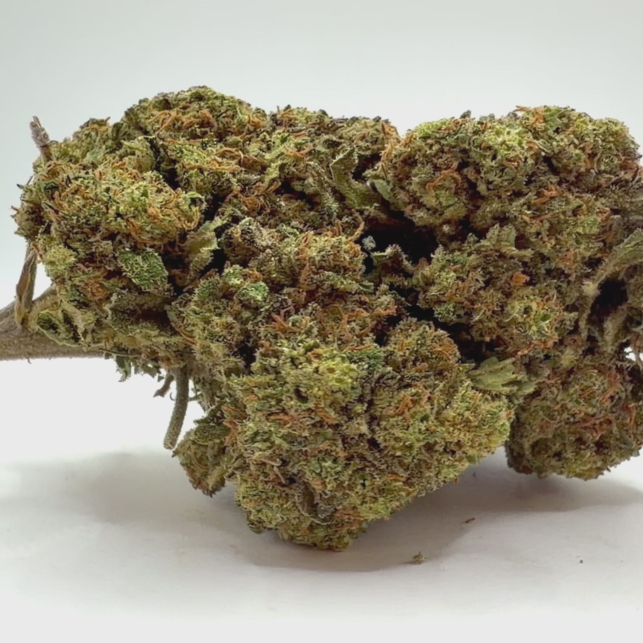 Vidéo de présentation de la Rosso Dolce – Fleur CBD Holy Mary