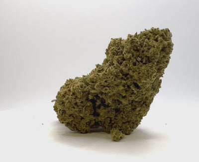 Vidéo de présentation de la Runtz – Fleur CBD Holy Mary