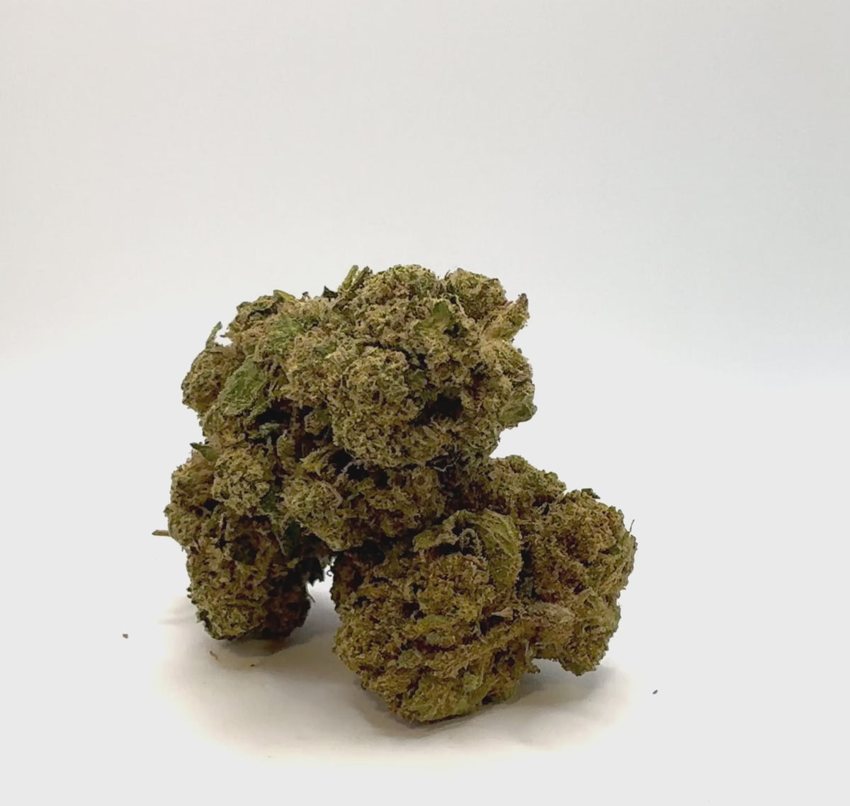 Vidéo de présentation de la Tropical Punch – Fleur CBD Holy Mary