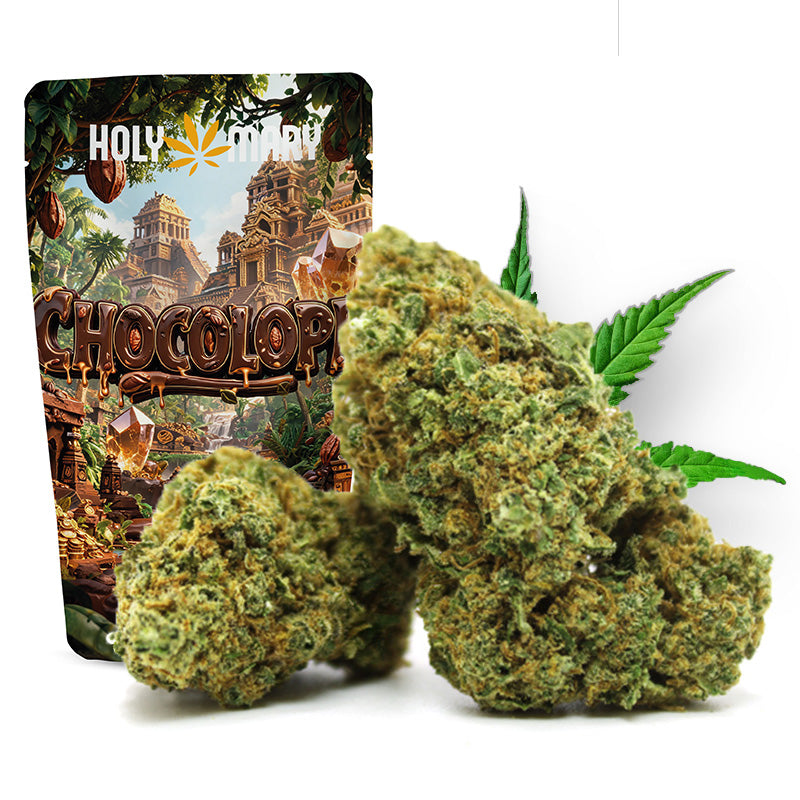 Vidéo de présentation de la Chocolope – Fleur CBD Holy Mary