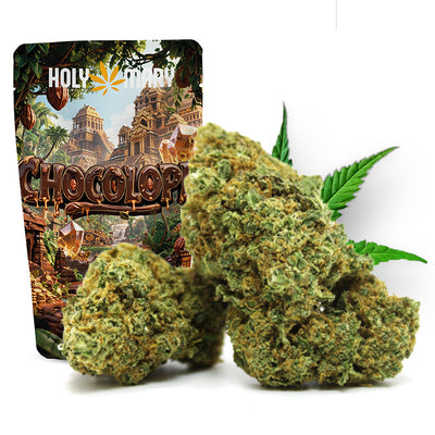 Vidéo de présentation de la Chocolope – Fleur CBD Holy Mary