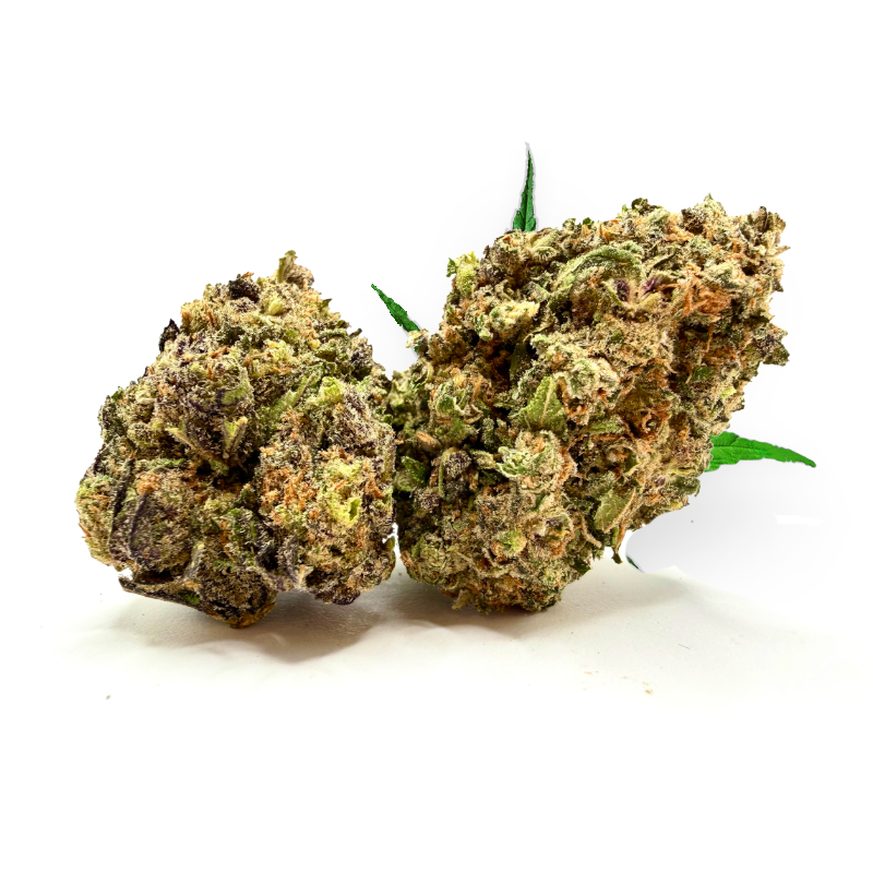 Tête de Rainbow Warrior – Fleur THD Holy Mary