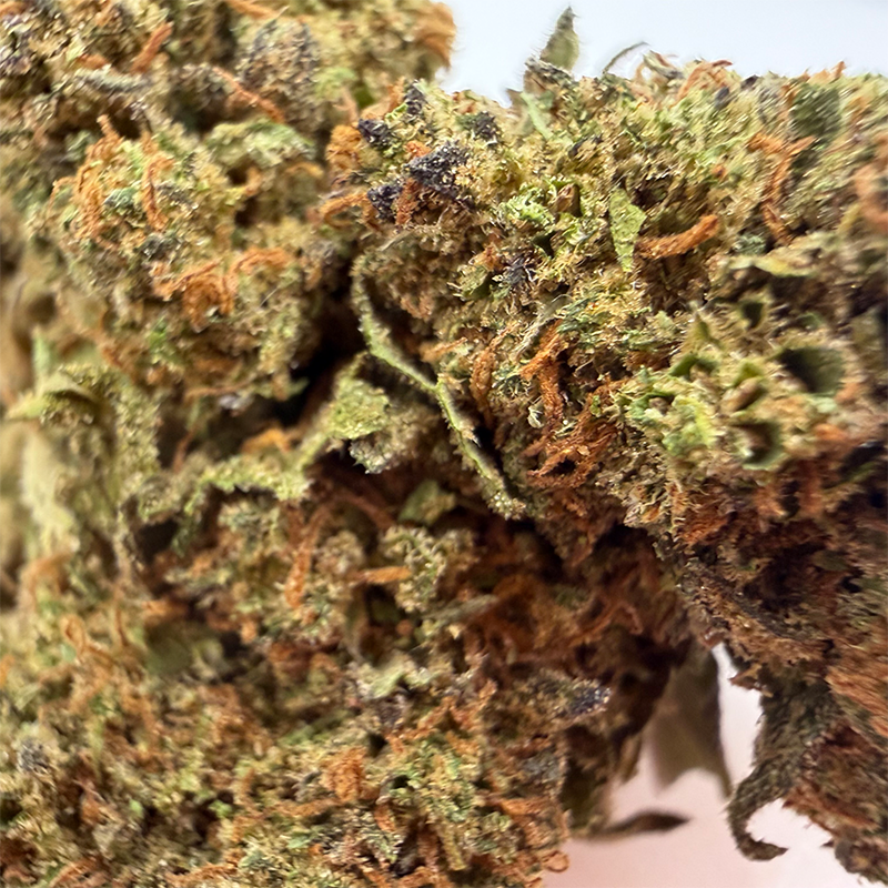 Gros plan sur la tête de Rosso Dolce – Fleur CBD Holy Mary