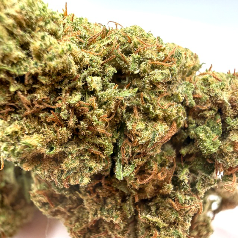 Gros plan sur la tête de Ruby Kiss – Fleur CBD Holy Mary