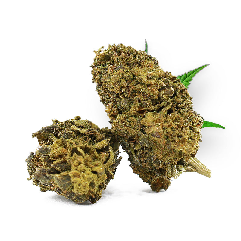 Tête de Special Sauce – Fleur CBD Holy Mary