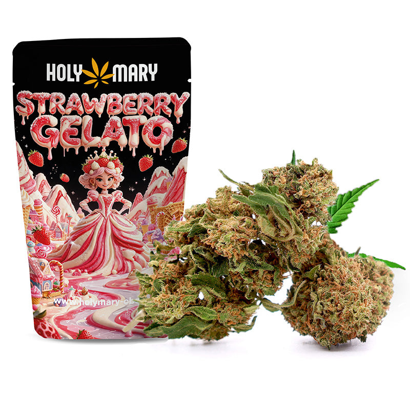 Strawberry Gelato – Fleur CBD Holy Mary aux arômes de fraise, de fruits rouges et de notes crémeuses