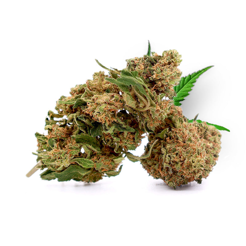Tête de Strawberry Gelato – Fleur CBD Holy Mary