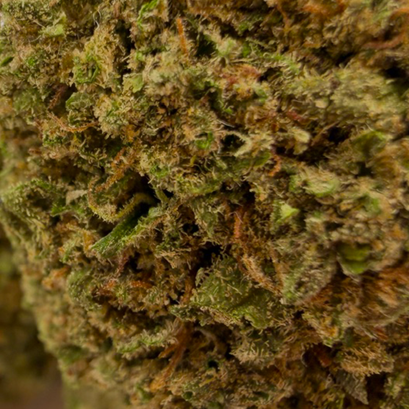 Gros plan sur la tête de Tangie – Fleur CBD Holy Mary