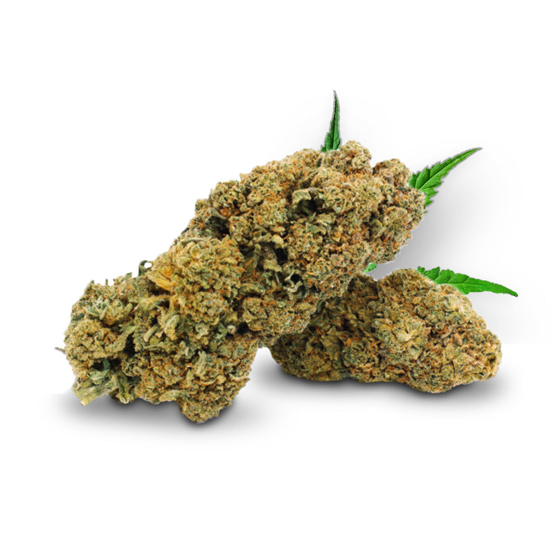 Tête de Tropical Punch – Fleur CBD Holy Mary